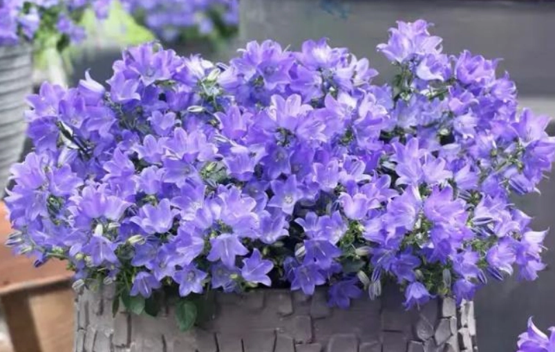 風鈴草照顧技巧 風鈴草照顧技巧