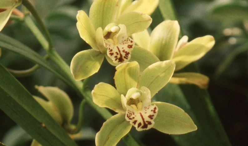 國蘭不開花原因