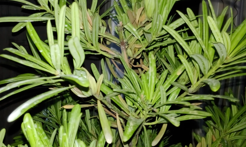 羅漢松葉枯病症狀