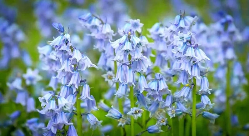 風鈴草花語藍色