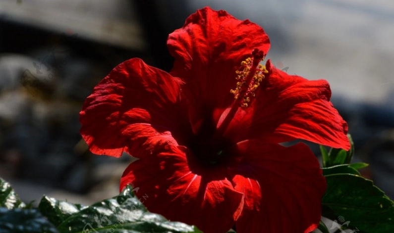 扶桑花顏色種類