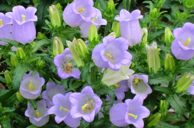 風鈴草品種選擇 風鈴草品種選擇