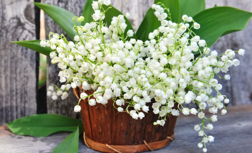 風鈴草花語意思 風鈴草花語意思