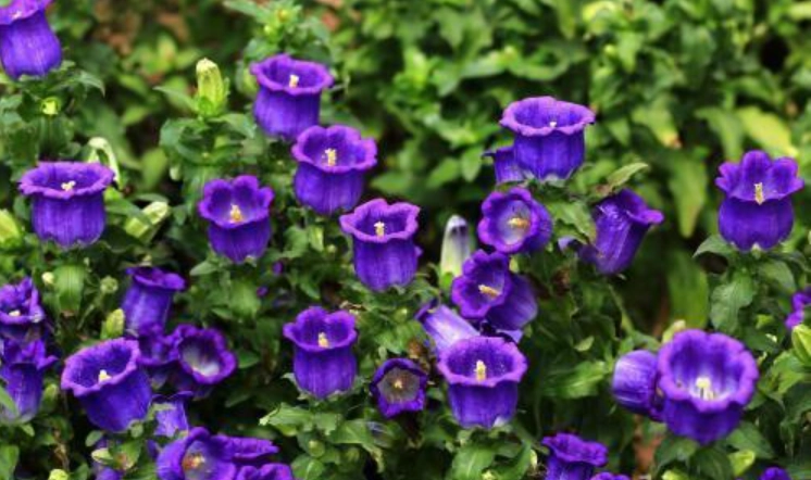 藍色風鈴草種植