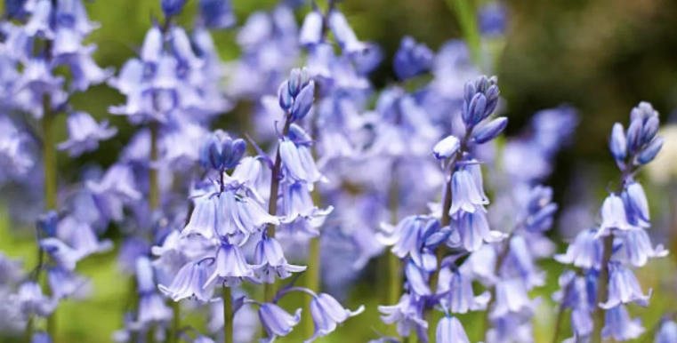 風鈴草花語藍色