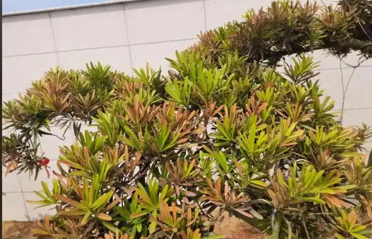 羅漢松澆水方法