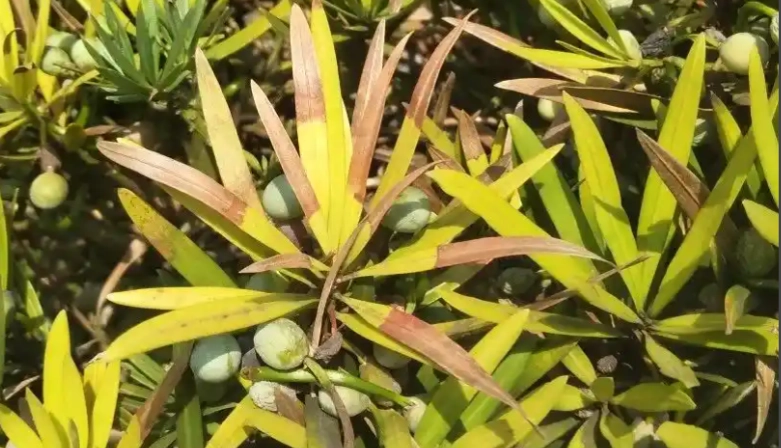 羅漢松葉枯病治療