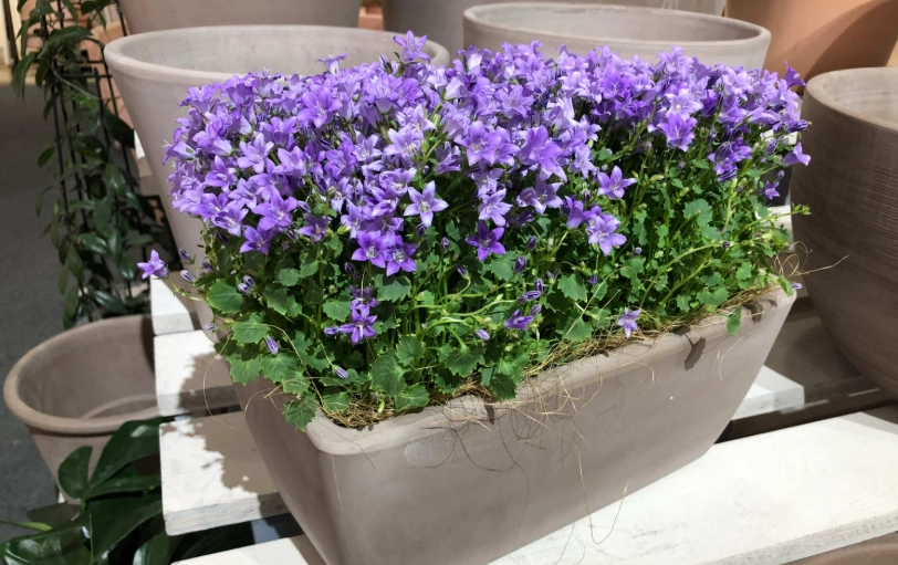 風鈴草品種選擇 風鈴草品種選擇