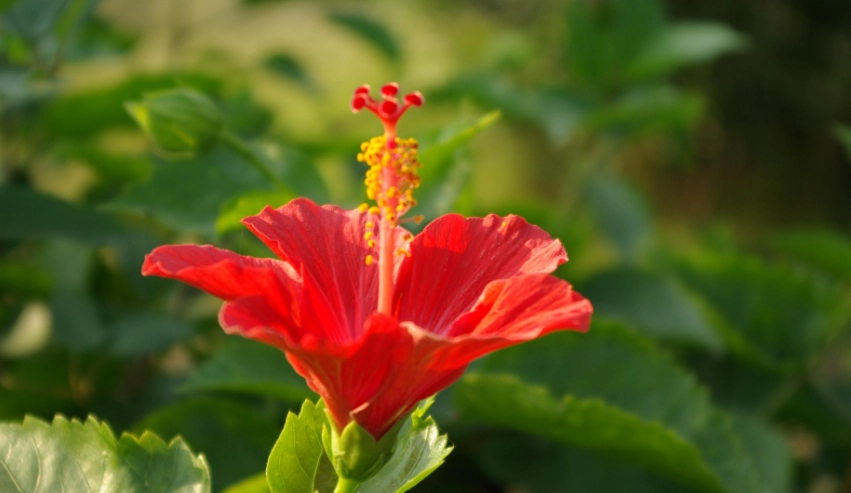 扶桑花顏色選擇