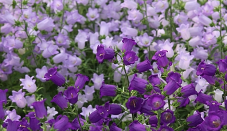 歐洲風鈴花 品種 歐洲風鈴花 品種