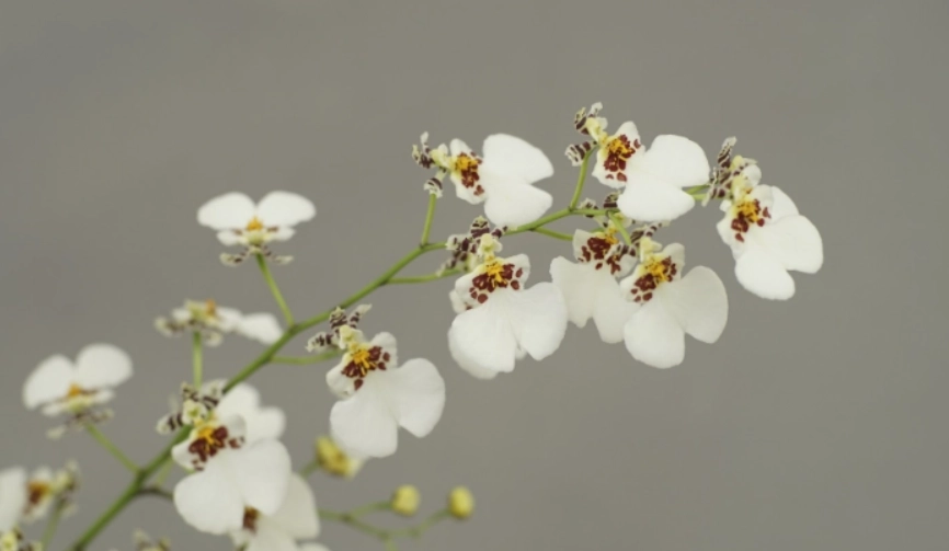 國蘭不開花原因