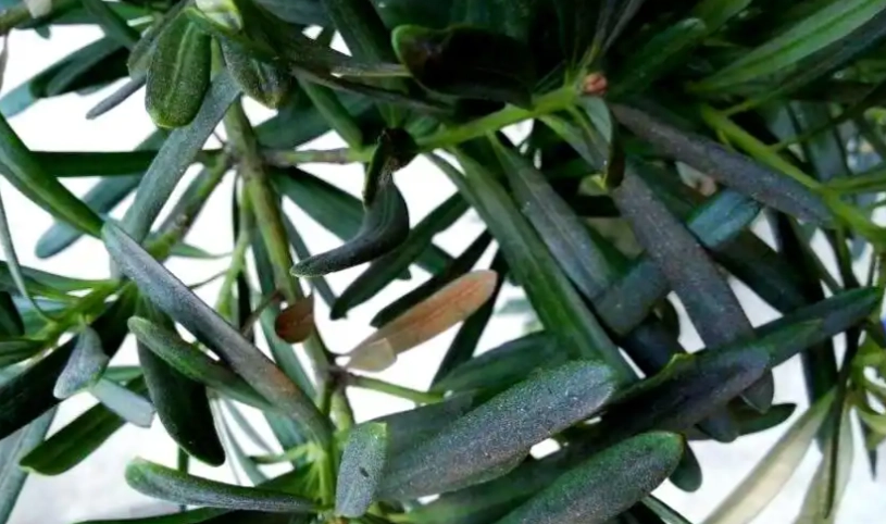 羅漢松葉枯病預防