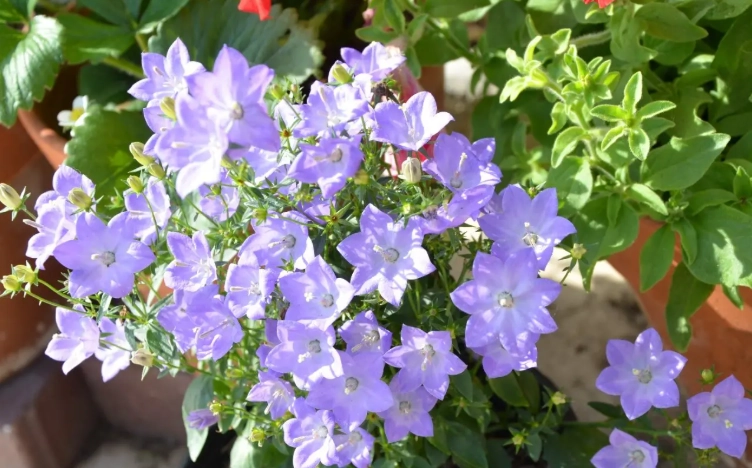 風鈴草品種選擇 風鈴草品種選擇