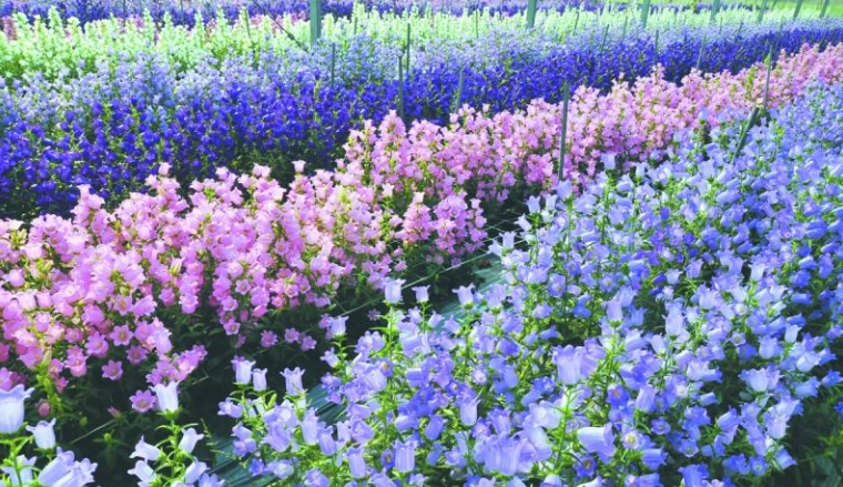 歐洲風鈴花 養護 歐洲風鈴花 養護