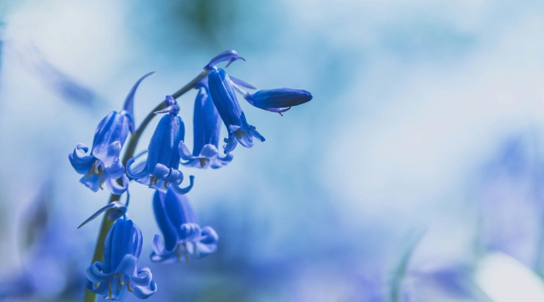 風鈴草花語藍色