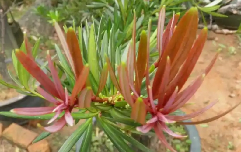 羅漢松葉枯病預防