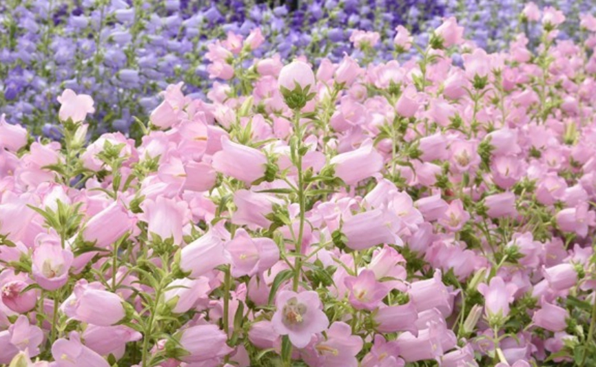 歐洲風鈴花 品種 歐洲風鈴花 品種