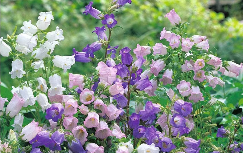 歐洲風鈴花 養護 歐洲風鈴花 養護