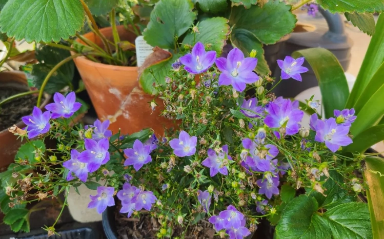 風鈴草照顧技巧 風鈴草照顧技巧