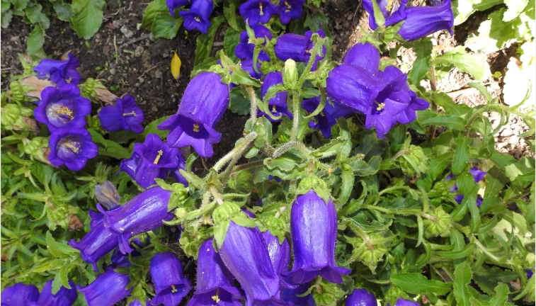 歐洲風鈴花 養護 歐洲風鈴花 養護