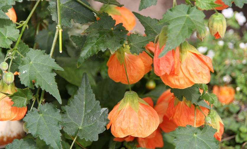 歐洲風鈴花 種植 歐洲風鈴花 種植