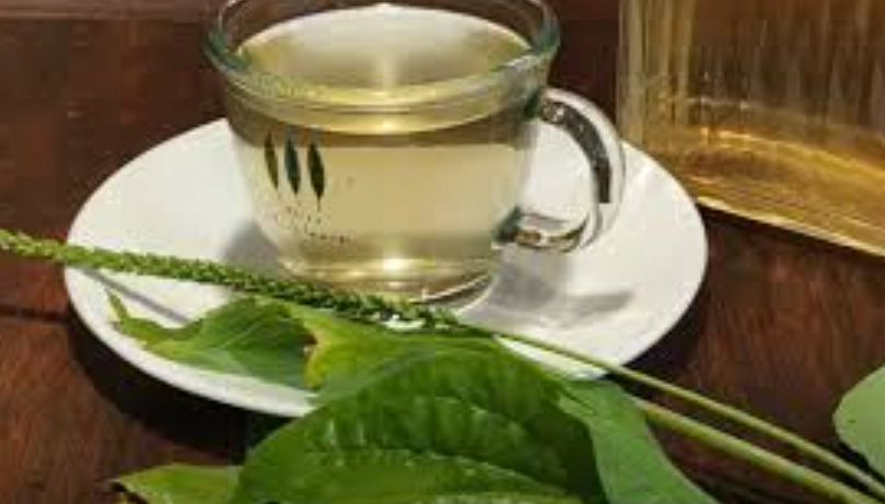 车前草茶副作用