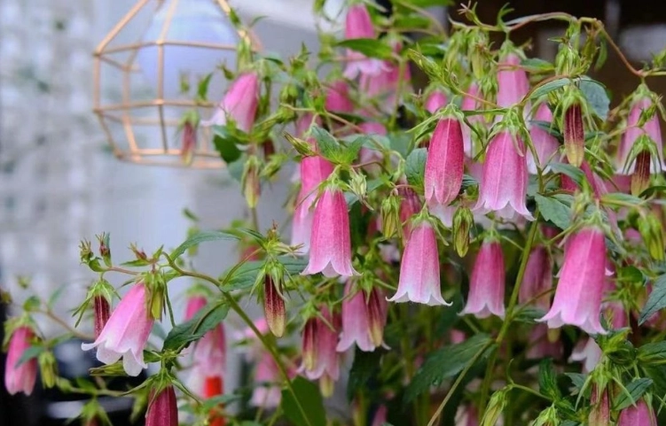 風鈴草照顧技巧 風鈴草照顧技巧