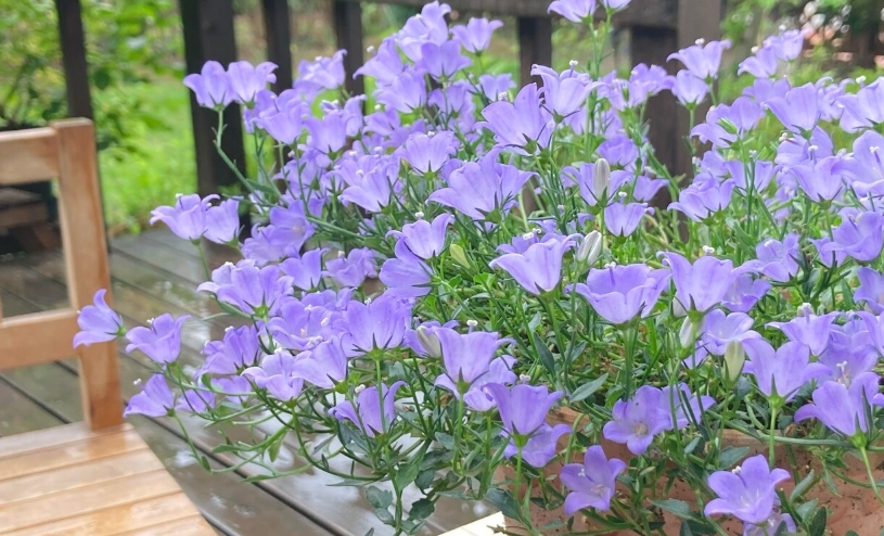 風鈴草照顧技巧 風鈴草照顧技巧