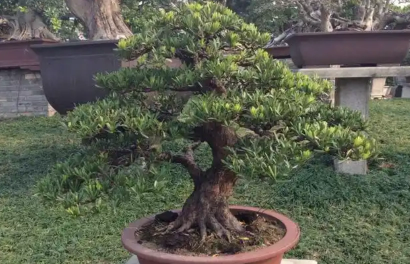 羅漢松澆水方法