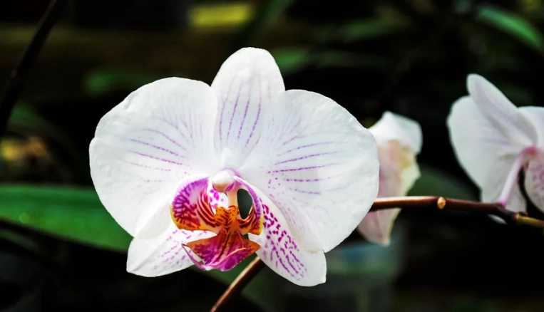 國蘭不開花原因