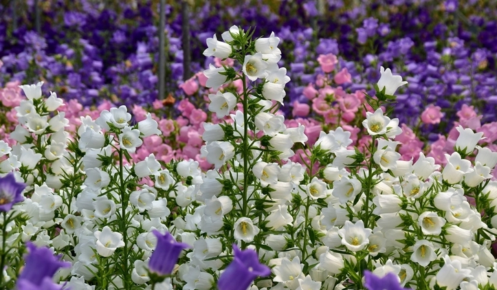 歐洲風鈴花 種植 歐洲風鈴花 種植