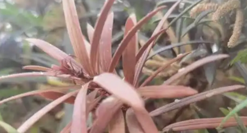 羅漢松葉枯病治療