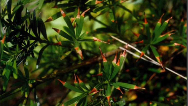 羅漢松葉枯病症狀