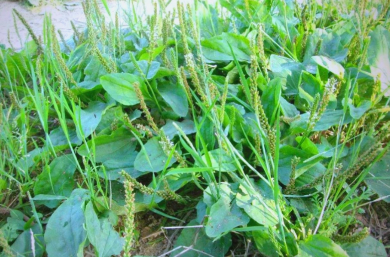 车前草功效 车前草功效