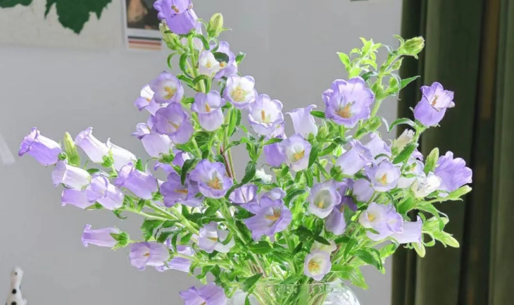 風鈴花水培技巧 風鈴花水培技巧