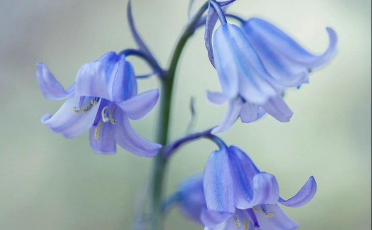 藍色風鈴草 種植