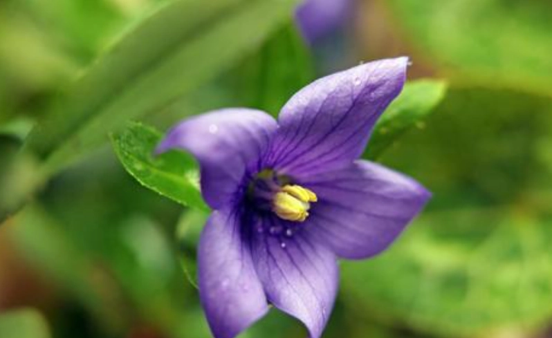 紫色風鈴花養護