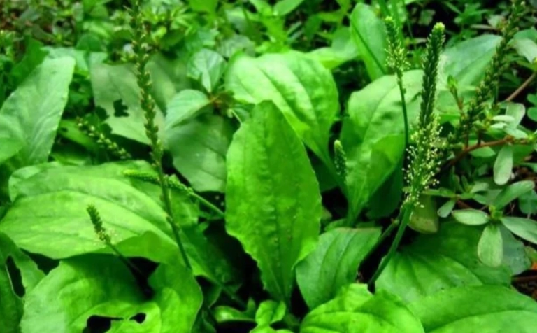 车前草使用方法 车前草使用方法