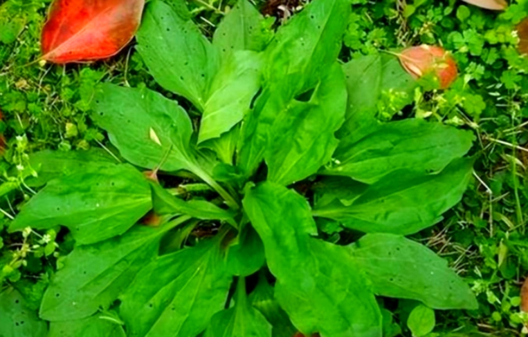 车前草禁忌 车前草禁忌