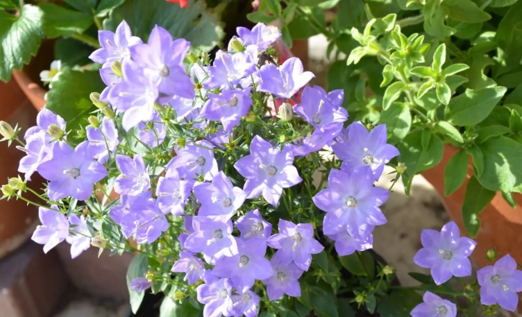 藍色風鈴草 養護