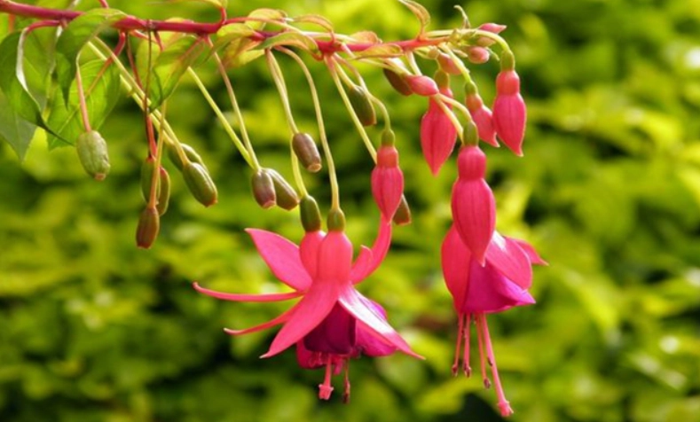 蔓性風鈴花 種植 蔓性風鈴花 種植