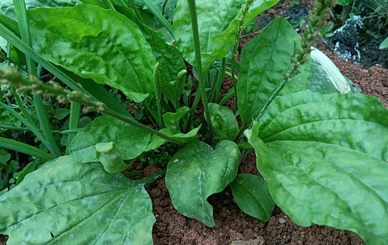 车前草禁忌 车前草禁忌