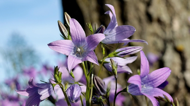 紫色風鈴花種植