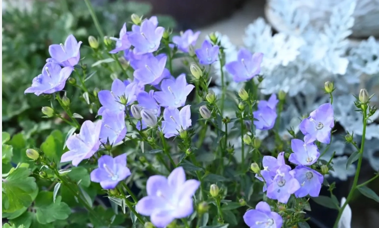 藍色風鈴草 花期