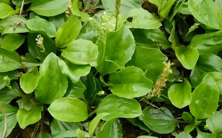 车前草功效 车前草功效