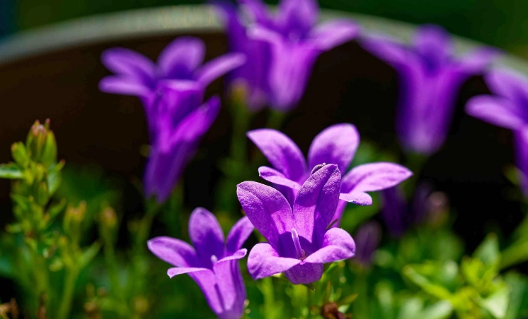 紫色風鈴花養護