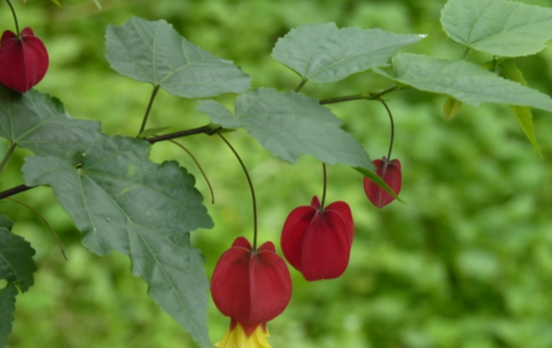 蔓性風鈴花 病害 蔓性風鈴花 病害