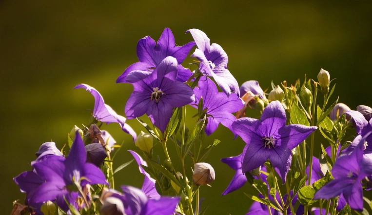 紫色風鈴花常見問題