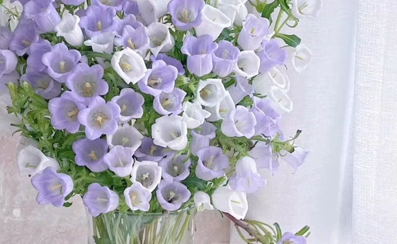 風鈴花水培技巧 風鈴花水培技巧