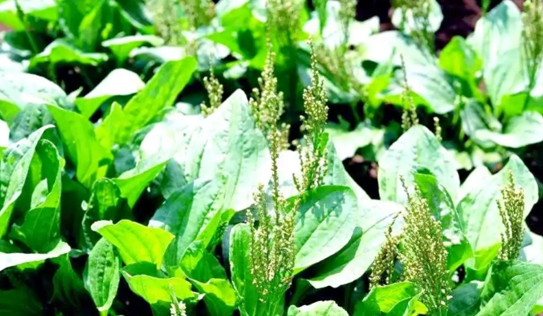 车前草使用方法 车前草使用方法